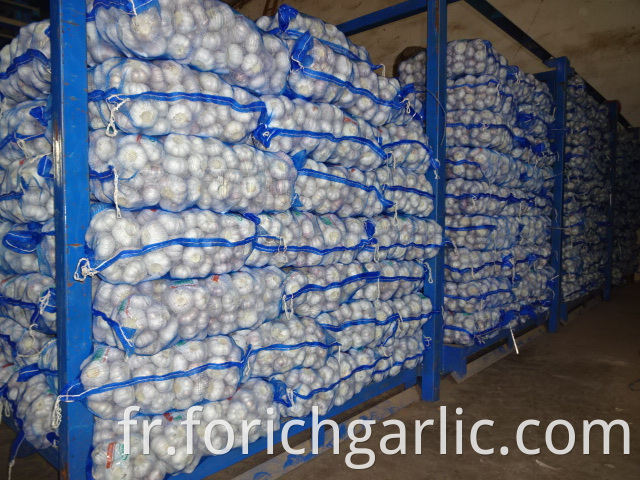 Normal White Garlic Fresh Size 5 0